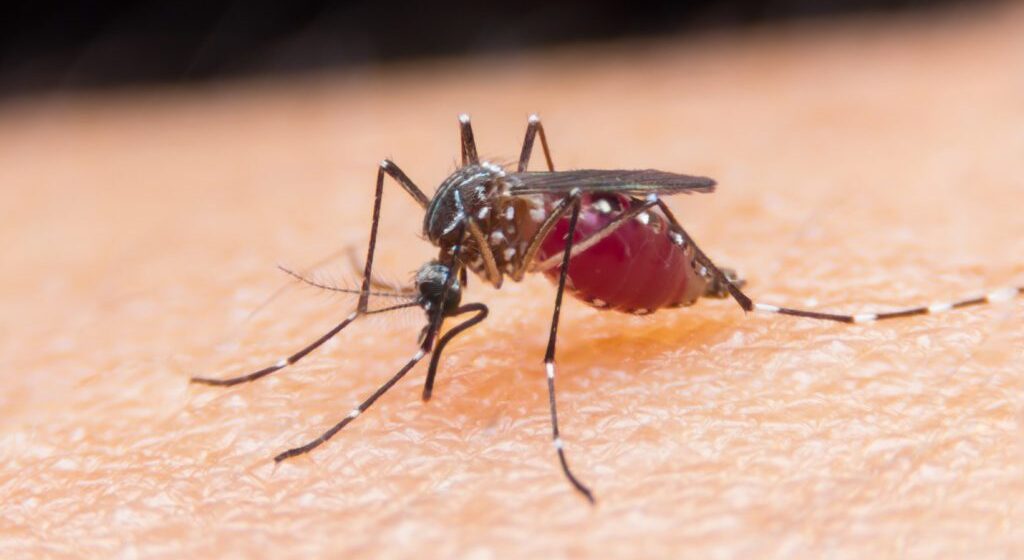 Global Fund Congratulates Algeria and Argentina for Eliminating Malaria