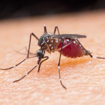 Global Fund Congratulates Algeria and Argentina for Eliminating Malaria