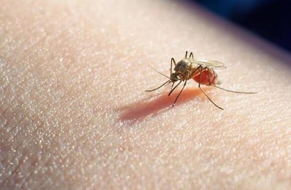 Venezuela recibirá 19.8 millones de dólares para combatir la malaria