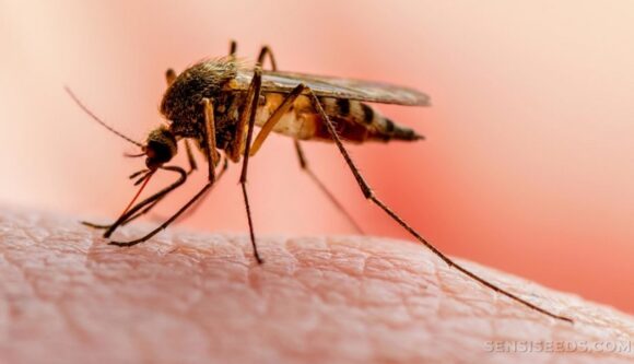 25 de abril: Día Mundial del Paludismo