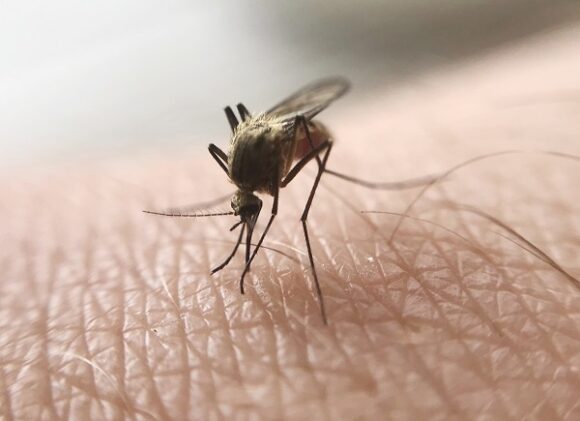 macro-of-mosquito “Avanzar hacia la equidad. Construir resiliencia. Poner fin al paludismo.”