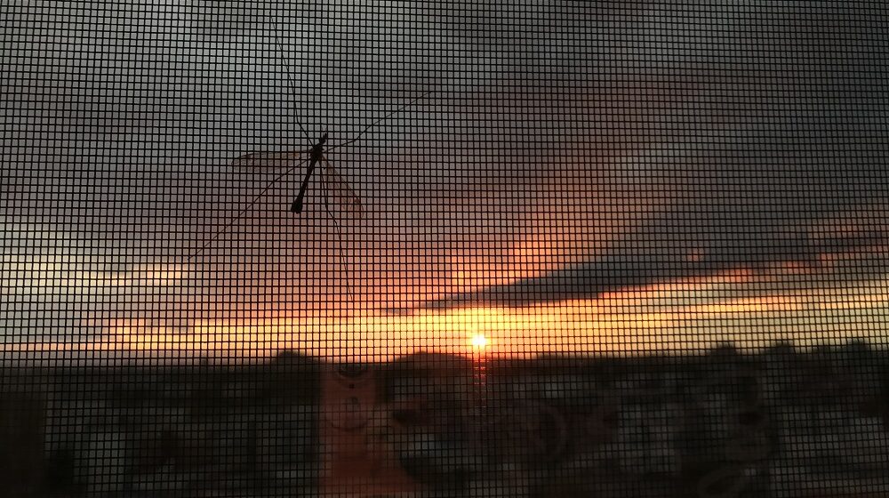 Mosquiteros tratados con insecticidas duales para responder a la malaria